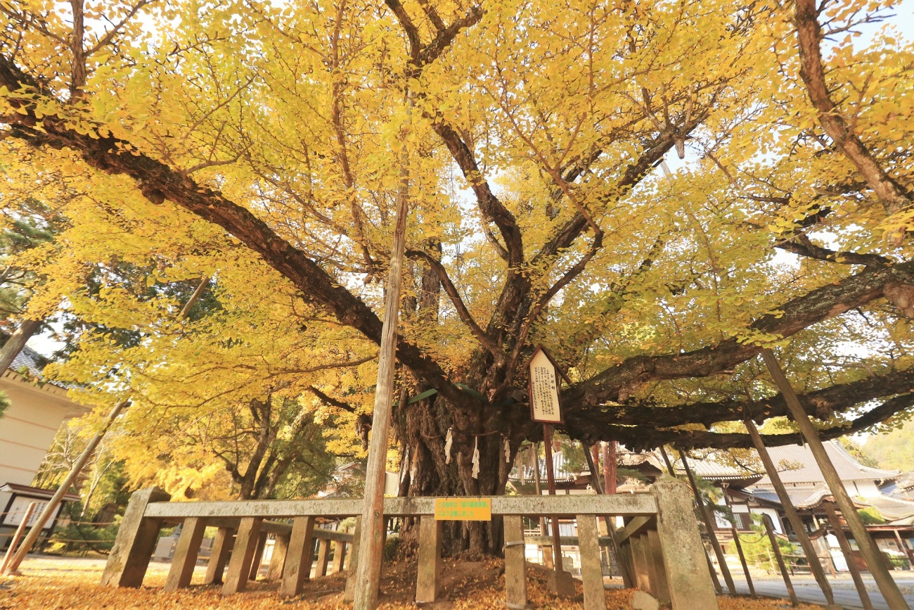 誕生寺イチョウの紅葉イベント