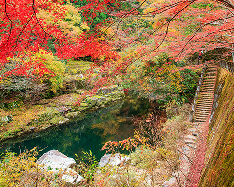 The Forest Festival of the Arts Okayama will be an international art festival held in the autumn of 2024.