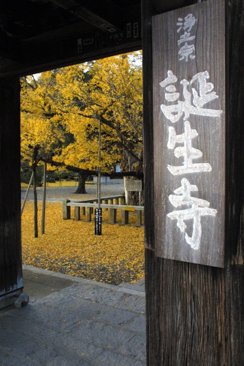 誕生寺イチョウの紅葉イベント