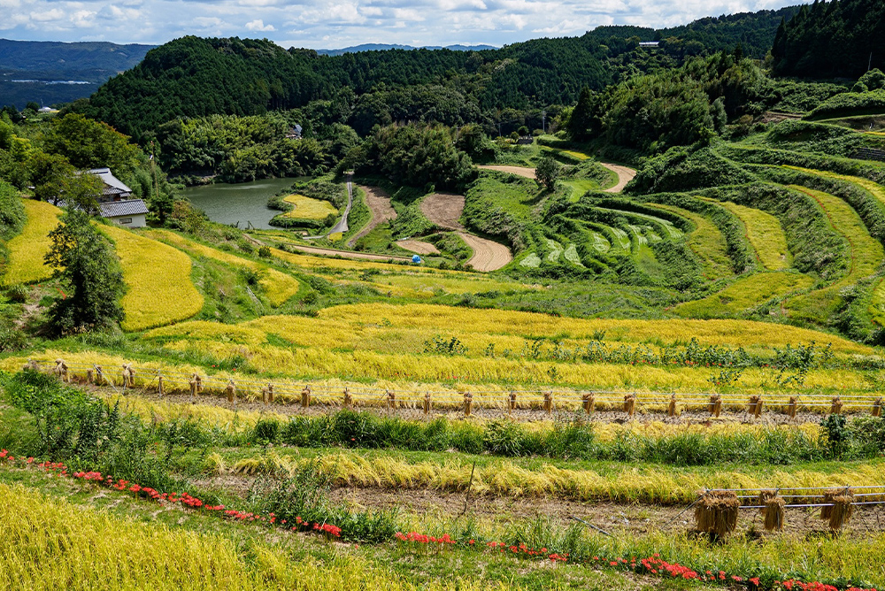 北庄棚田・上籾棚田
