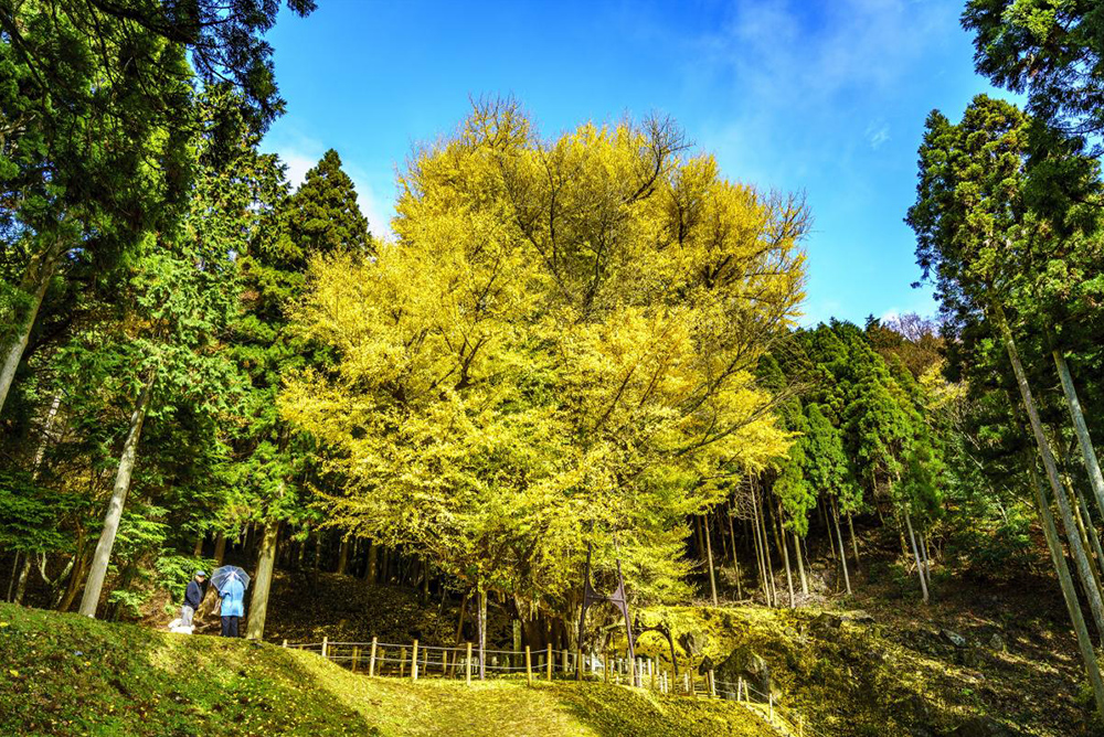 菩提寺・阿弥陀寺の大イチョウ