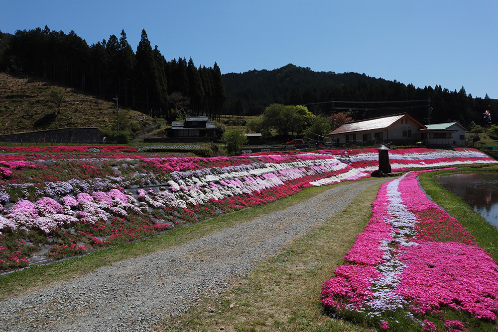 おおがや芝桜公園