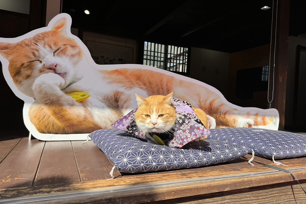 猫城主さんじゅーろーあしあと館（高梁市武家屋敷・旧埴原家内）